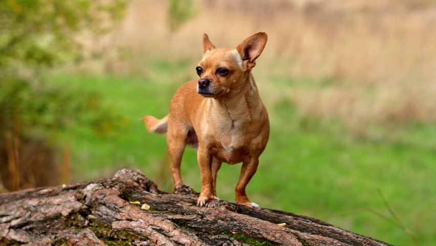 Excited Short Haired Chihuahua Dog Stockvideos Filmmaterial