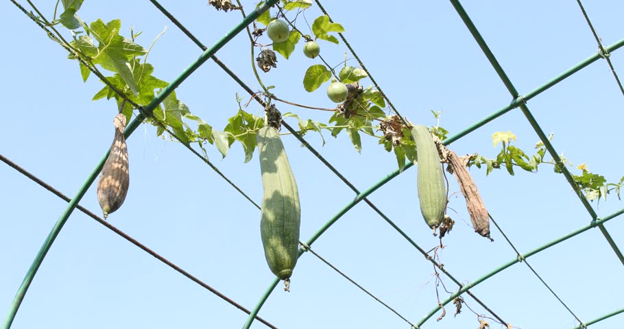 Header of luffa