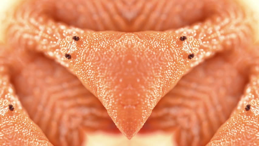 Header of slimy
