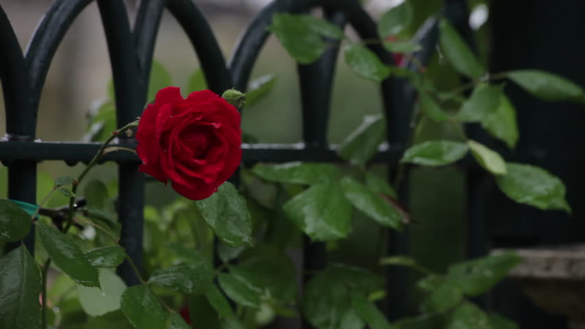 Single Rose Fluttering In Wind Stock Footage Video 100 Royalty