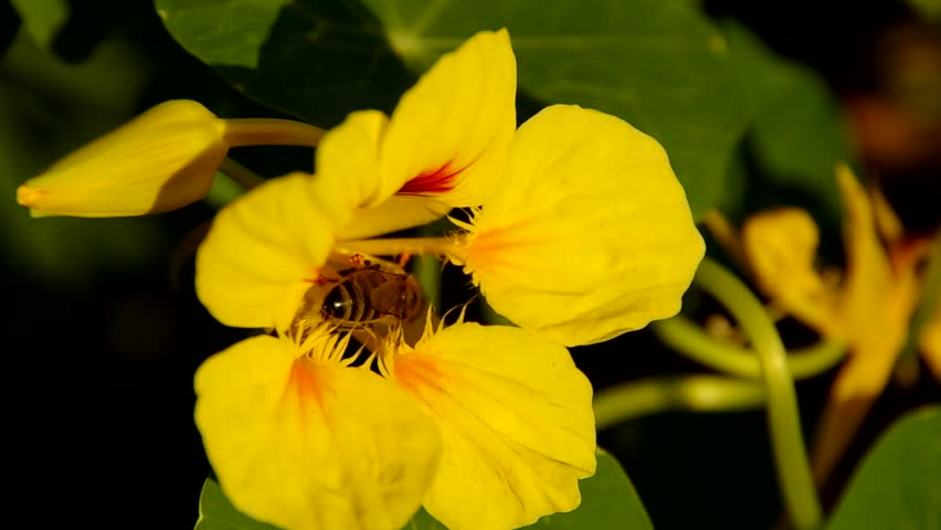 Header of nasturtium