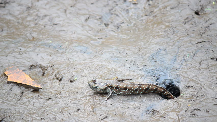 Header of mudskipper