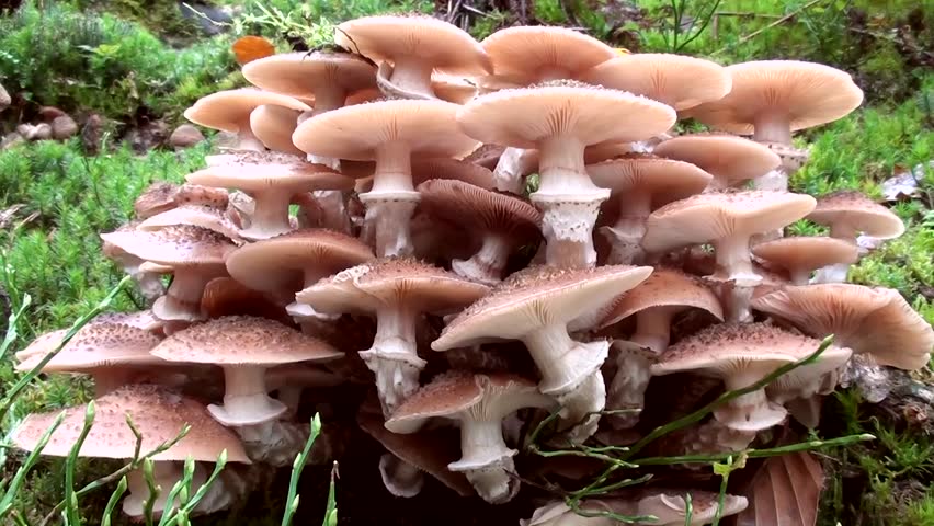 Header of armillaria