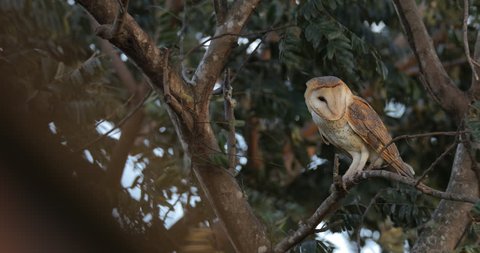 Owl Wings Spread Stock Video Footage 4k And Hd Video Clips