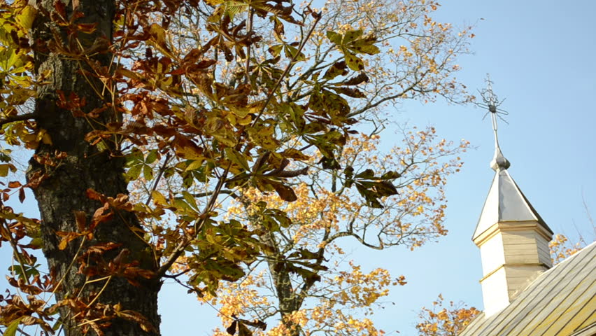 Header of conker