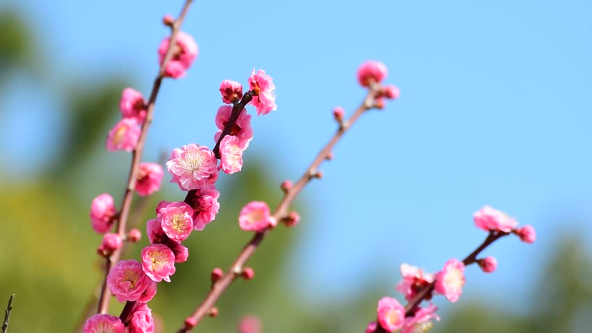 Plum blossom bae doona nude scene movie what necessary Plum blossom bae doona nude scene movie good result