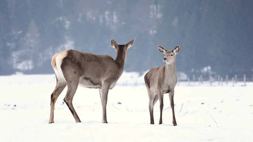 Deer Threesome