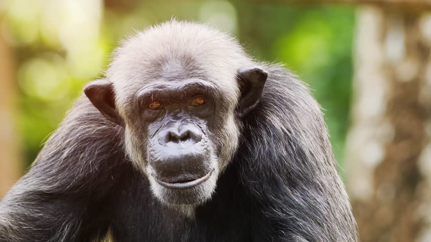 Chimpanzee image - Free stock photo - Public Domain photo - CC0 Images