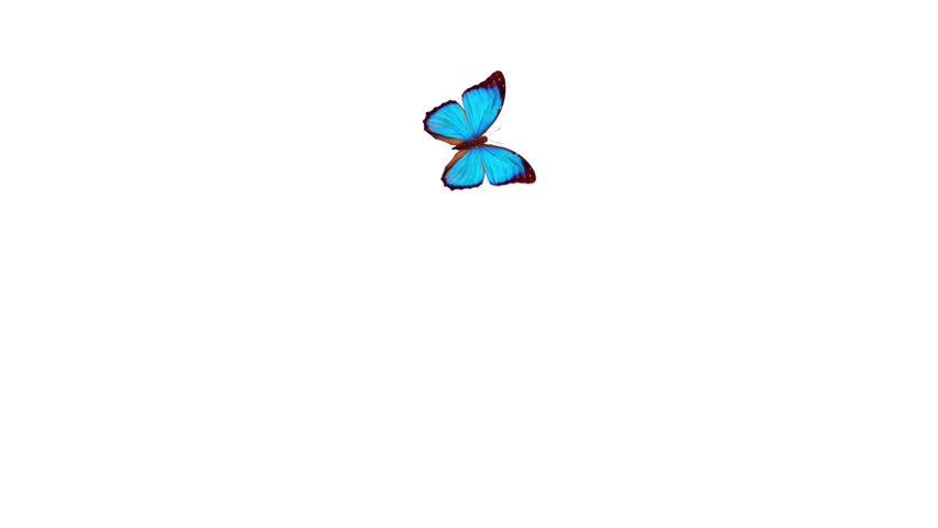 A Single Blue Butterfly Flies From Left To Right, Landing For A Couple ...