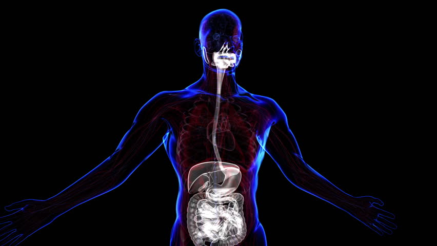 Download 3D Human Body In Loop Rotation Stock Footage Video 1353268 ...