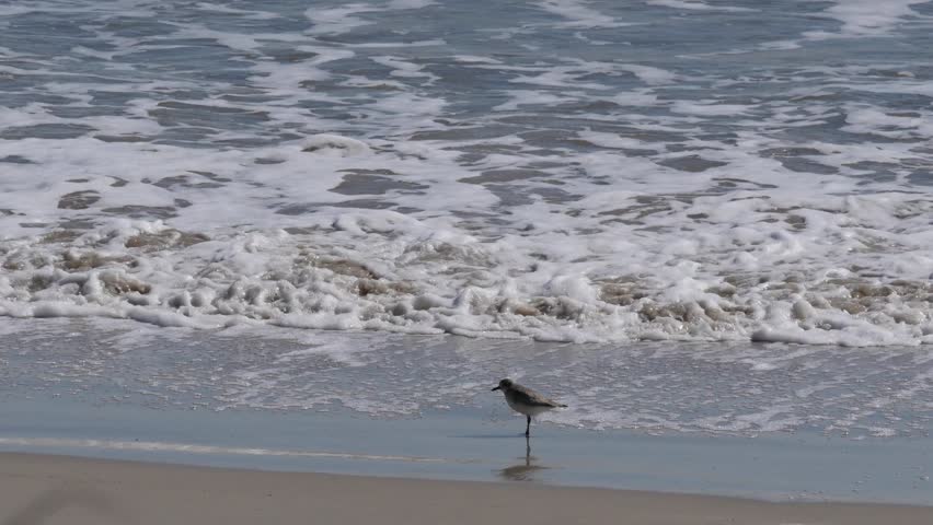 Header of sandpiper