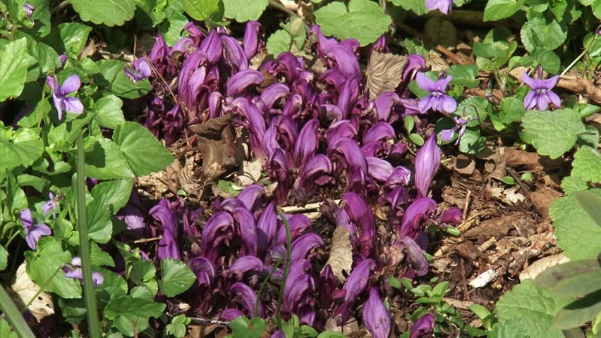Header of toothwort
