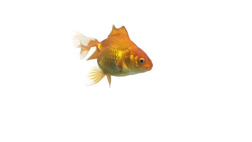 single goldfish animal isolated on white background
