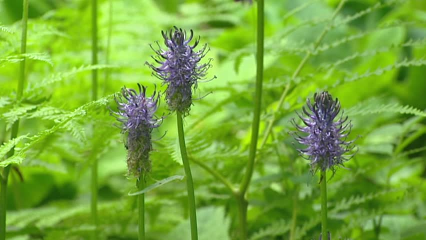 Header of rampion
