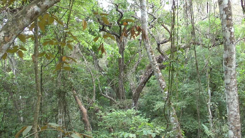 Tropical Forest In El Nicho, Cuba. Beautiful Cuban Nature In An ...