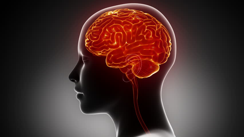 Stock video of female medical brain scan in loop | 3705539 | Shutterstock