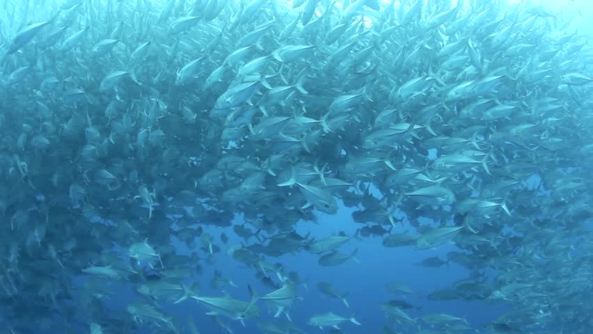 Clear Pool Water Wallpaper clear blue water animated wallpaper, swimming pool windy surface Clear Pool Water Wallpaper clear blue water animated wallpaper, swimming pool windy surface