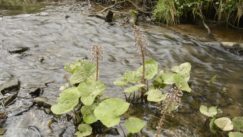 Header of butterbur