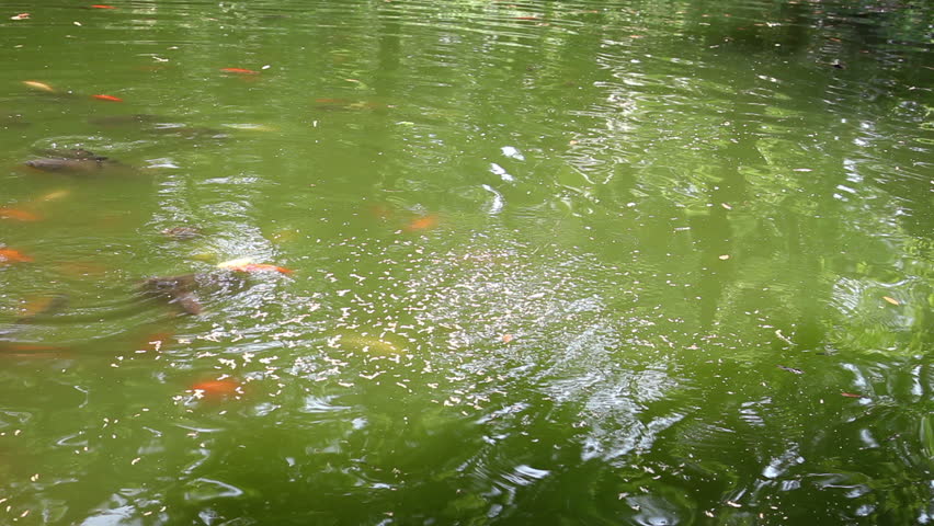 swimming pond with fish