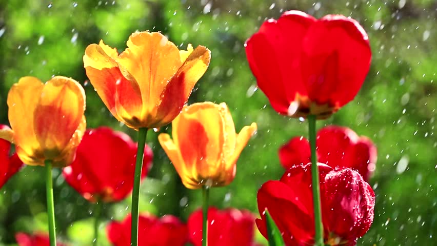 Beautiful Tulips In The Rain Drops Stock Footage Video 3801281 ...