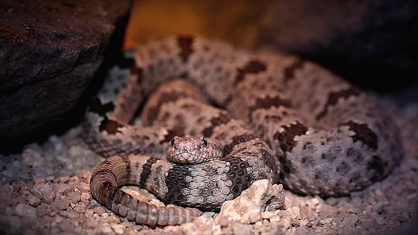 Resultado de imagem para Mexican small-headed rattlesnake