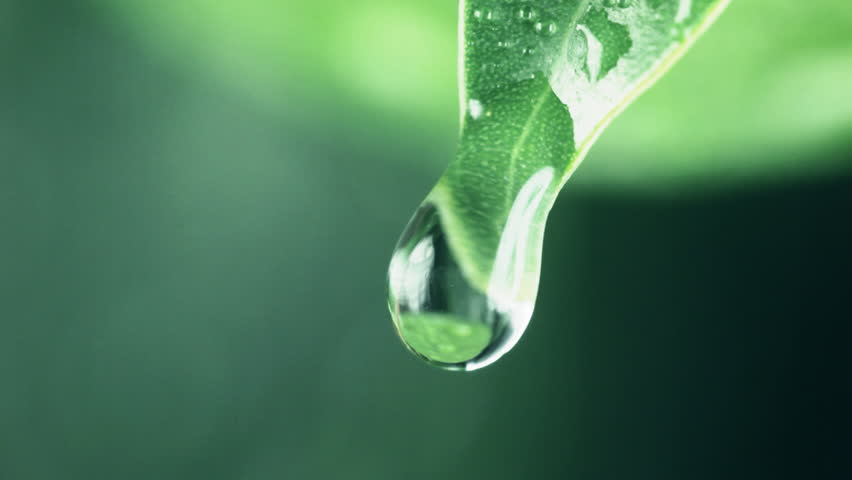 drop-falls-drop-falls-from-the-leaf-stock-footage-video-3965050-shutterstock