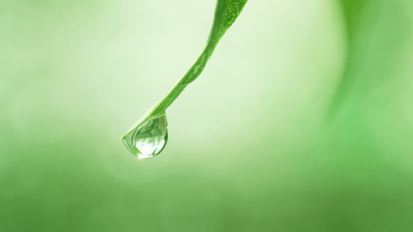 Water Drips On Leaves, Slow Motion Stock Footage Video 4560182 ...