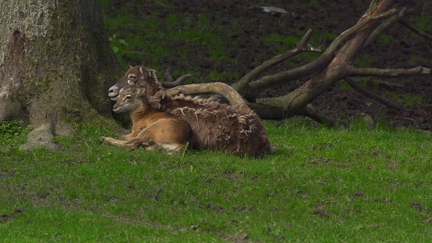 Header of mouflon