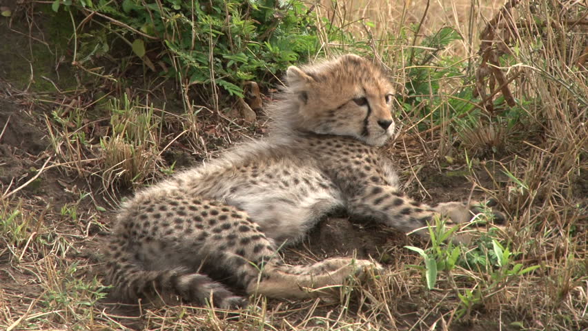 cheetah-cubs-image-free-stock-photo-public-domain-photo-cc0-images