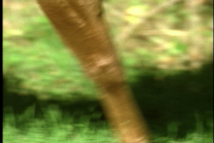 Header of cantor