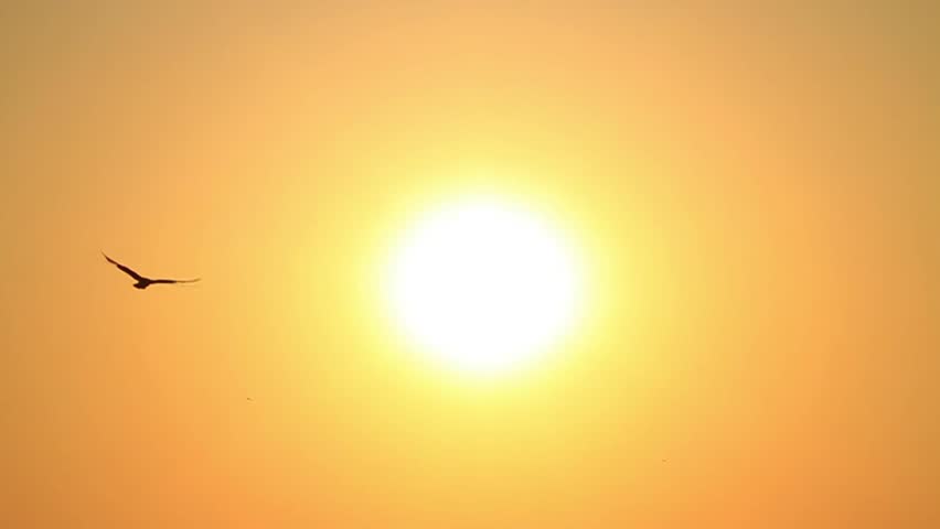 Seagull flies into the sky towards the sun. Sunset Slow Motion