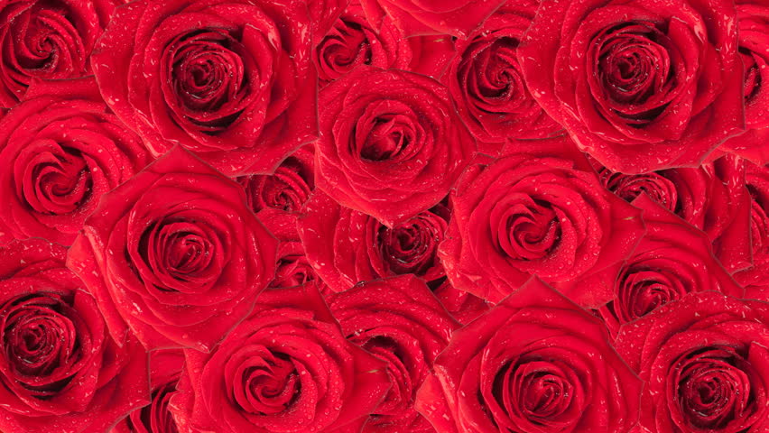 Stockvideoklipp på beautiful roses wallpaper. animated background