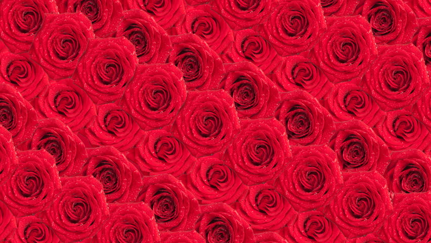 roses animated wallpapers