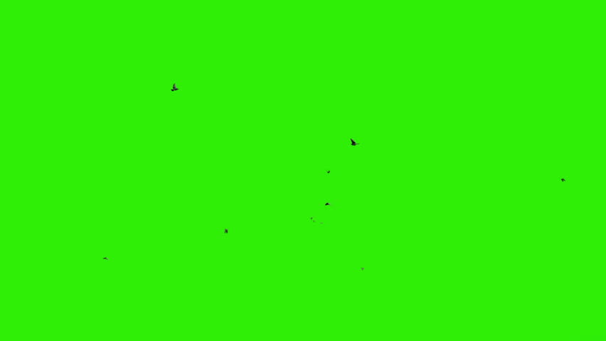 Pigeons flying against green screen