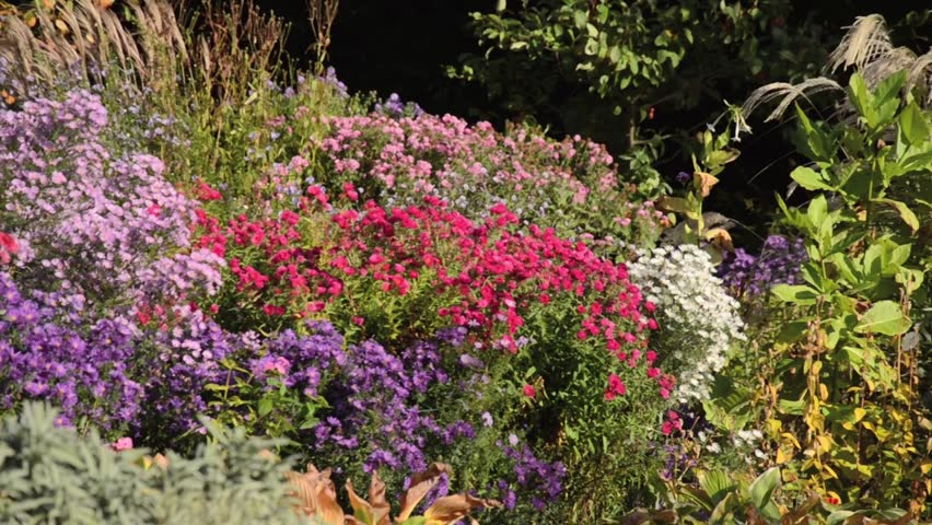 Aster pringlei Myrtenaster Pink Star
