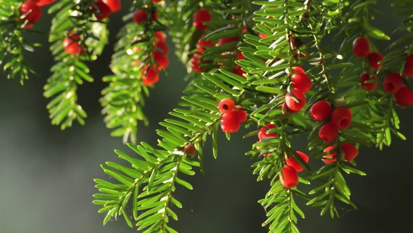 Resultado de imagem para Taxus brevifolia