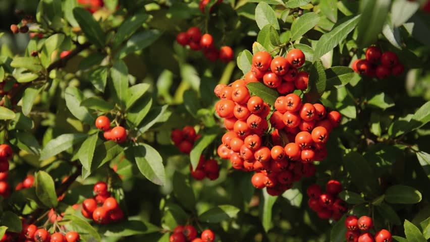 Firethorn, Pyracantha 'Fiery Cascade' Branch With Berry-like Pomes ...