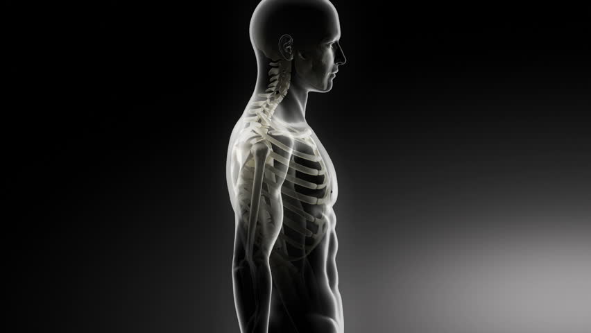human muscle anatomy stock footage video | shutterstock human muscle anatomy stock footage video | shutterstock, Muscles