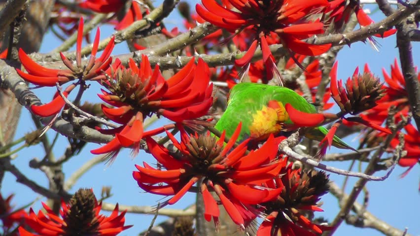 Large Tropical Red Flowers In A Tree Guana Island Bvi April A Rainbow Lorikeet Trichoglossus Haematodus Colourful Medium Sized Australian Parrot