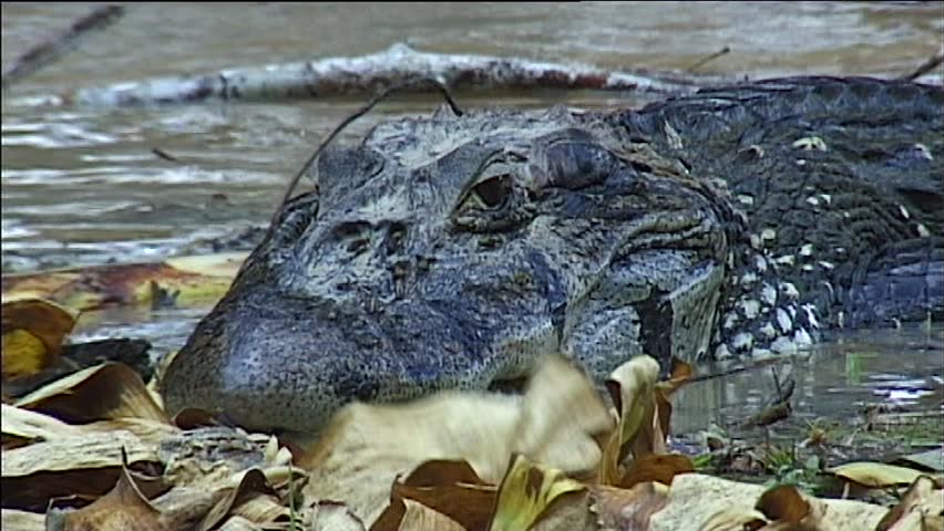 Crocodile At River In Amazon Rainforest In Peru Stock Footage Video ...