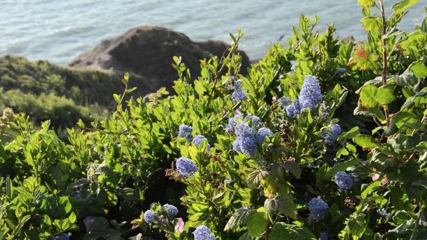 Header of Ceanothus thyrsiflorus