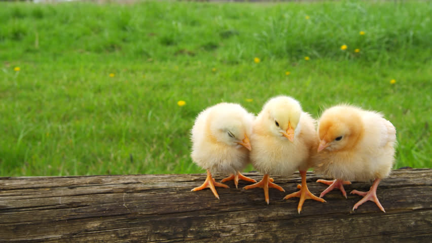 Three Baby Chicks Sit On A Log In Outdoor Environment. Medium Shot ...