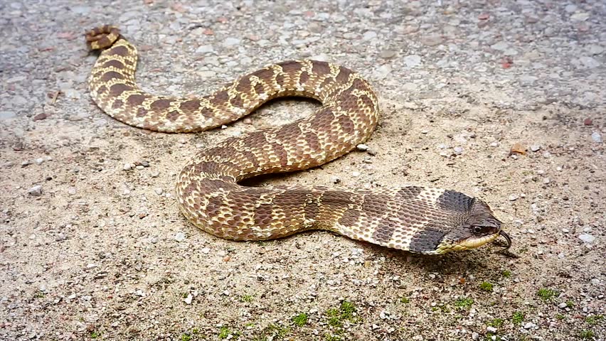 An Endangered Eastern Hog-nosed Snake Stock Footage Video (100% Royalty ...