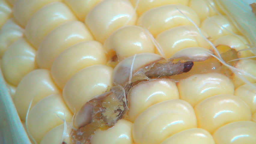 Unbelievable How Worms Affect Your Lima Bean Harvest - av1urgx