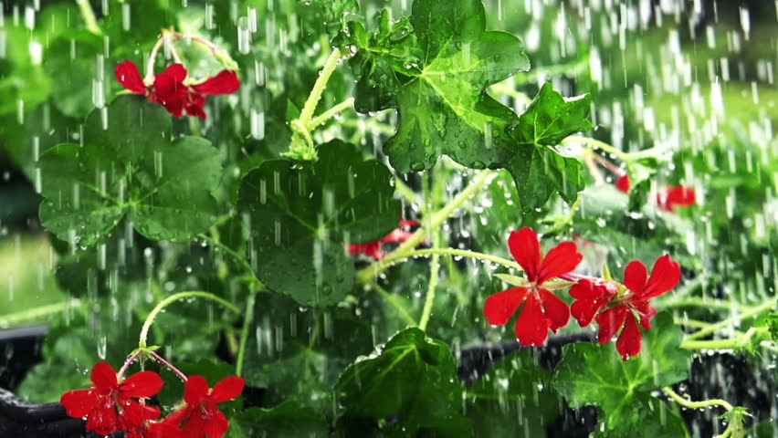 Rain Falling On Flowers Rain Falling On Flowers