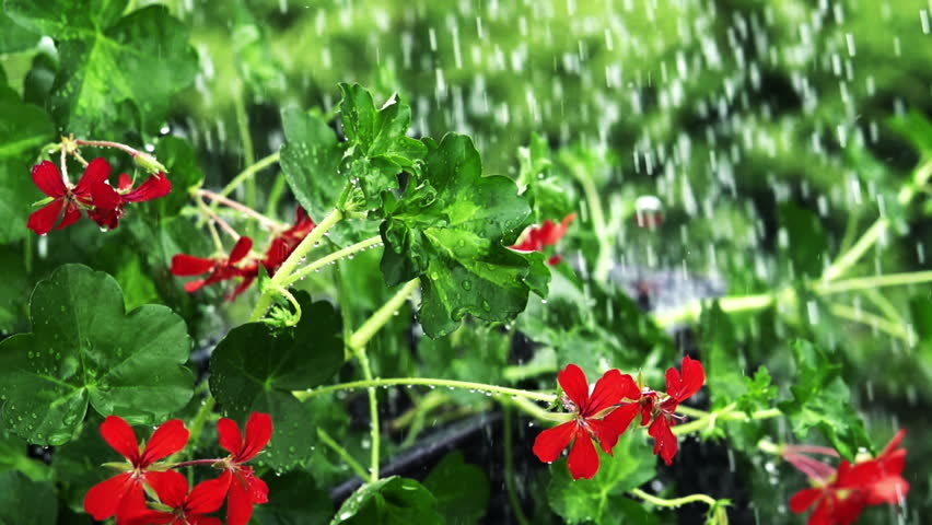 Rain Falling On Flowers Rain Falling On Flowers