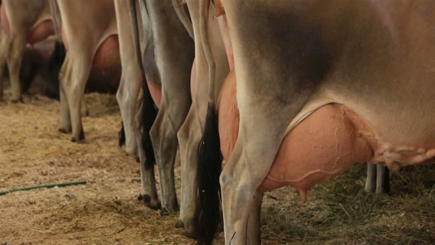 Holstein Cow Udder And Tail Before Milking Full. Dairy 