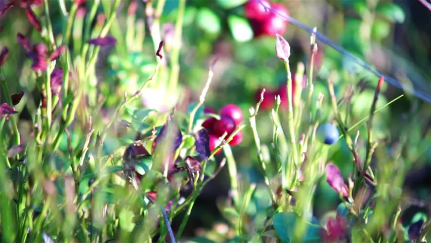 Header of foxberry