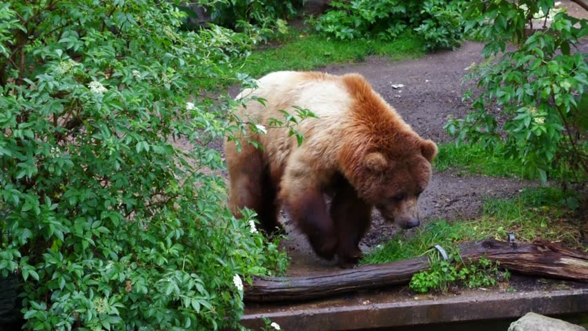 skinny teddy bear