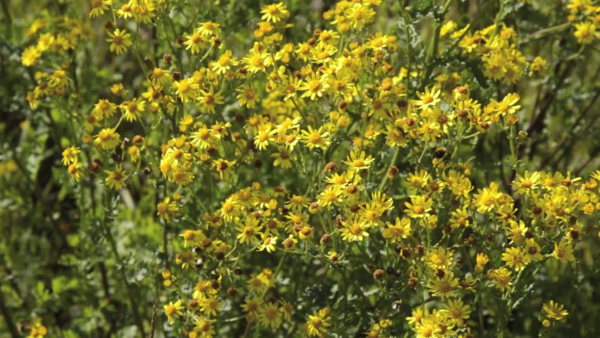 Header of senecio